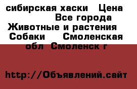 l: сибирская хаски › Цена ­ 10 000 - Все города Животные и растения » Собаки   . Смоленская обл.,Смоленск г.